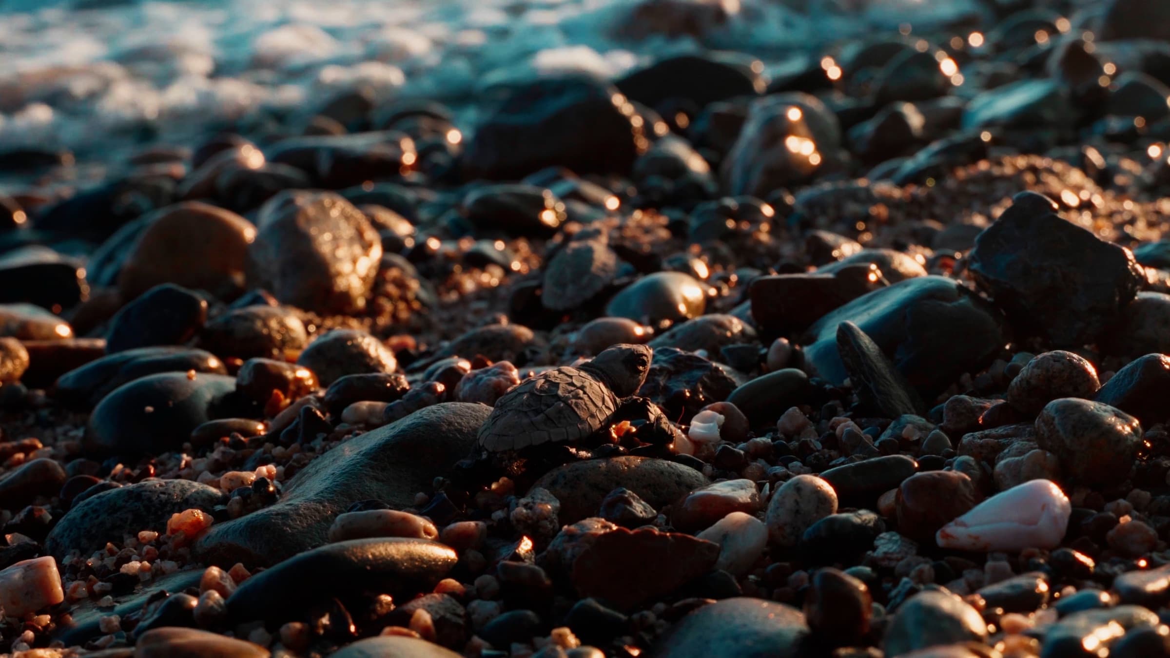 Piedras en la orilla del mar al atardecer